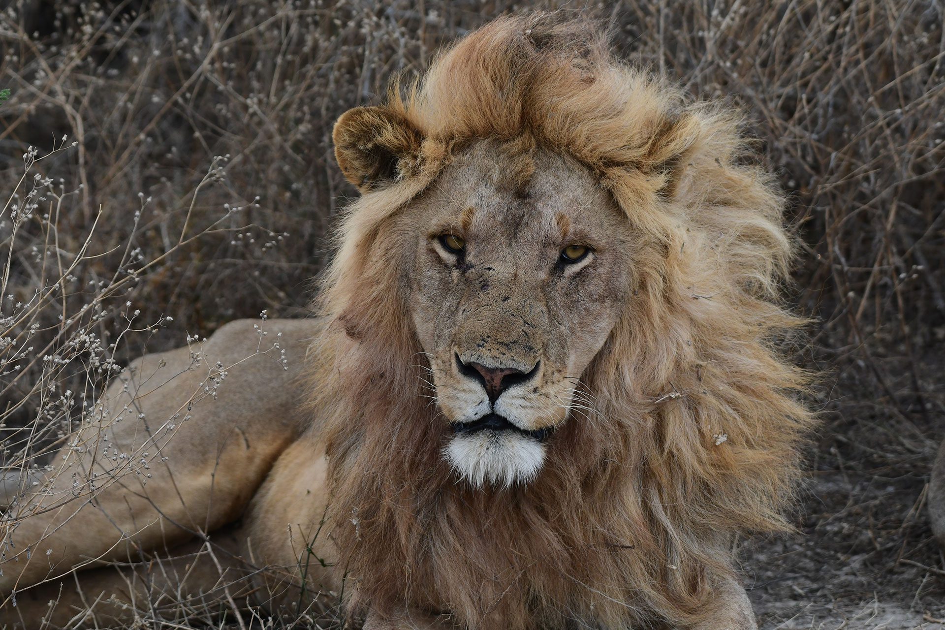 Lion Tanzania Safari