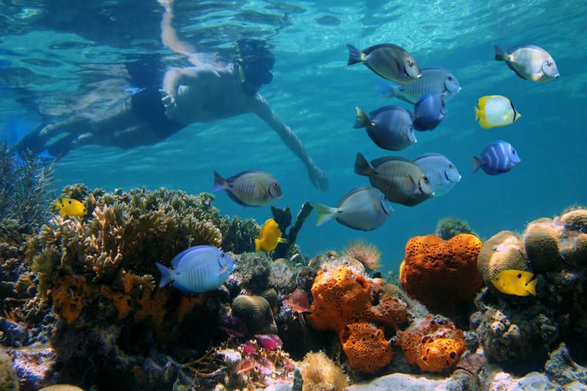 Chumbe Island Coral Tour with World Adventure Tours
