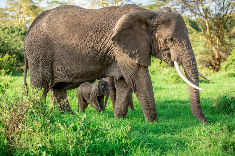 Elefantsafari med World Adventure Tours