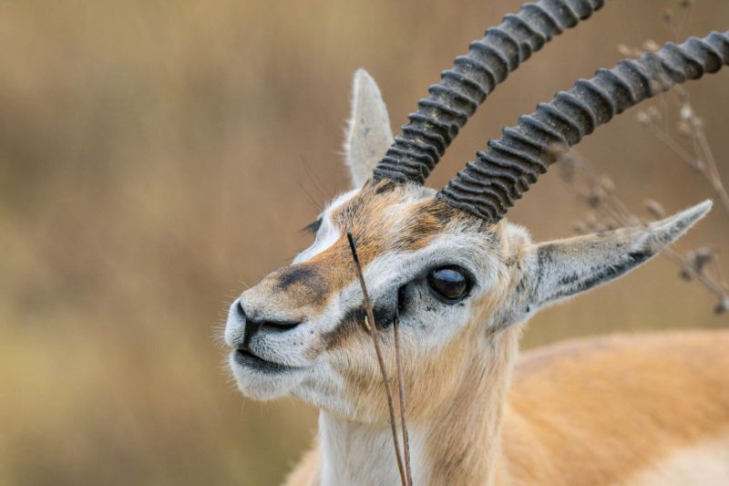 Utforska höjdpunkterna av en safari i Kenya
