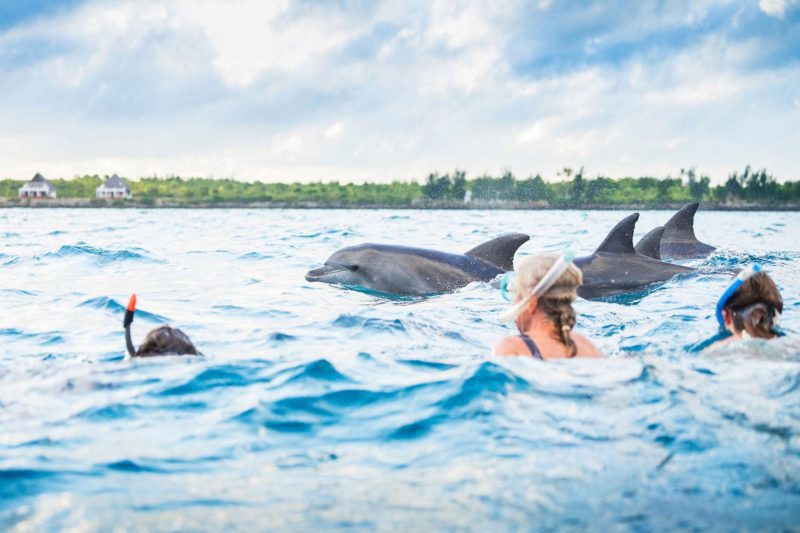 Delfinsafari med World Adventure Tours