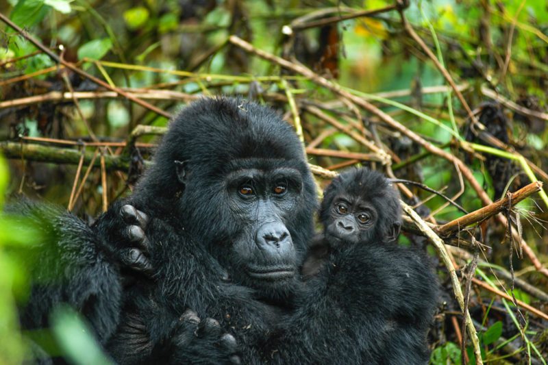 Vackra gorillor på safari i Uganda