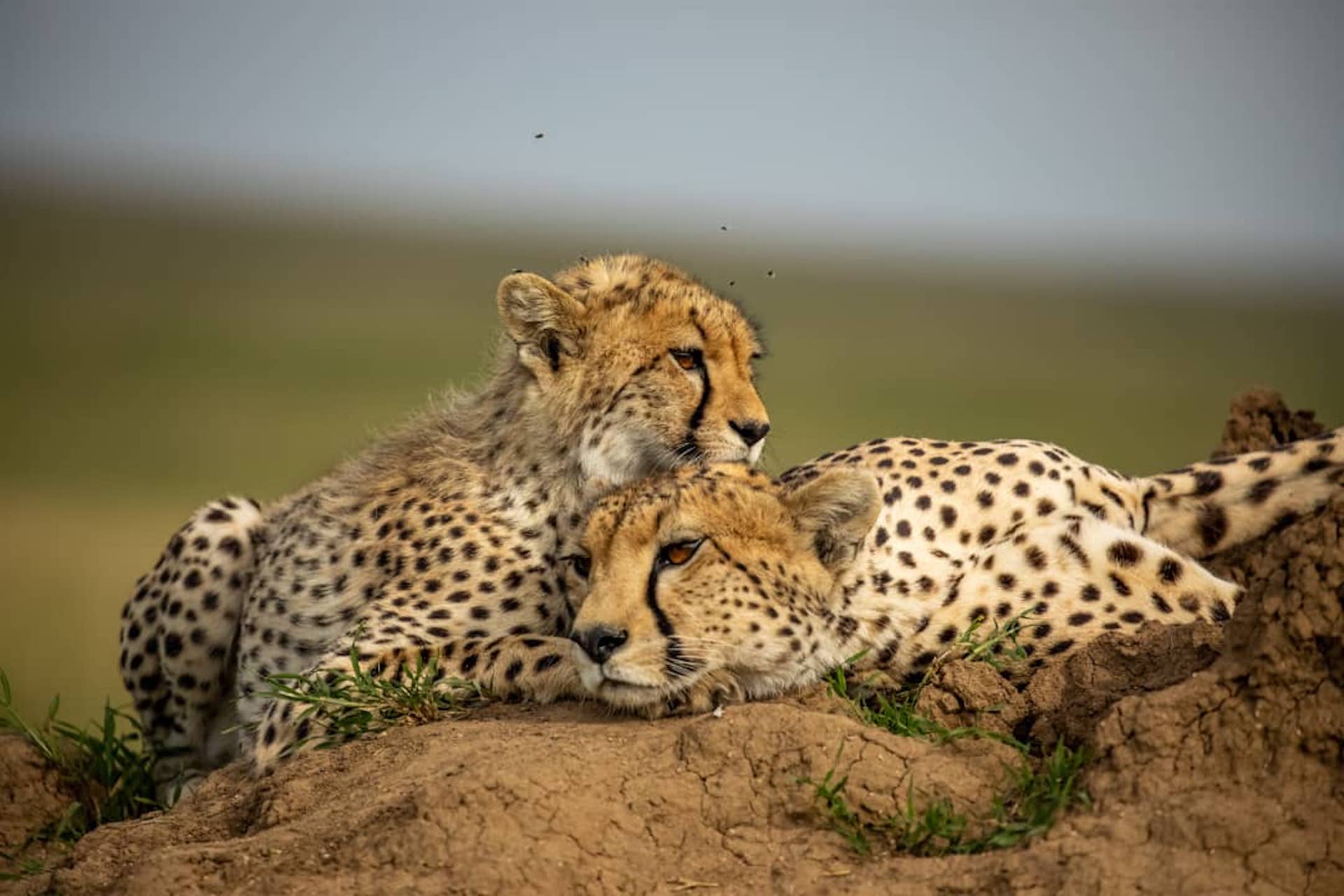 Cheetahs of the Savanna with AWAT