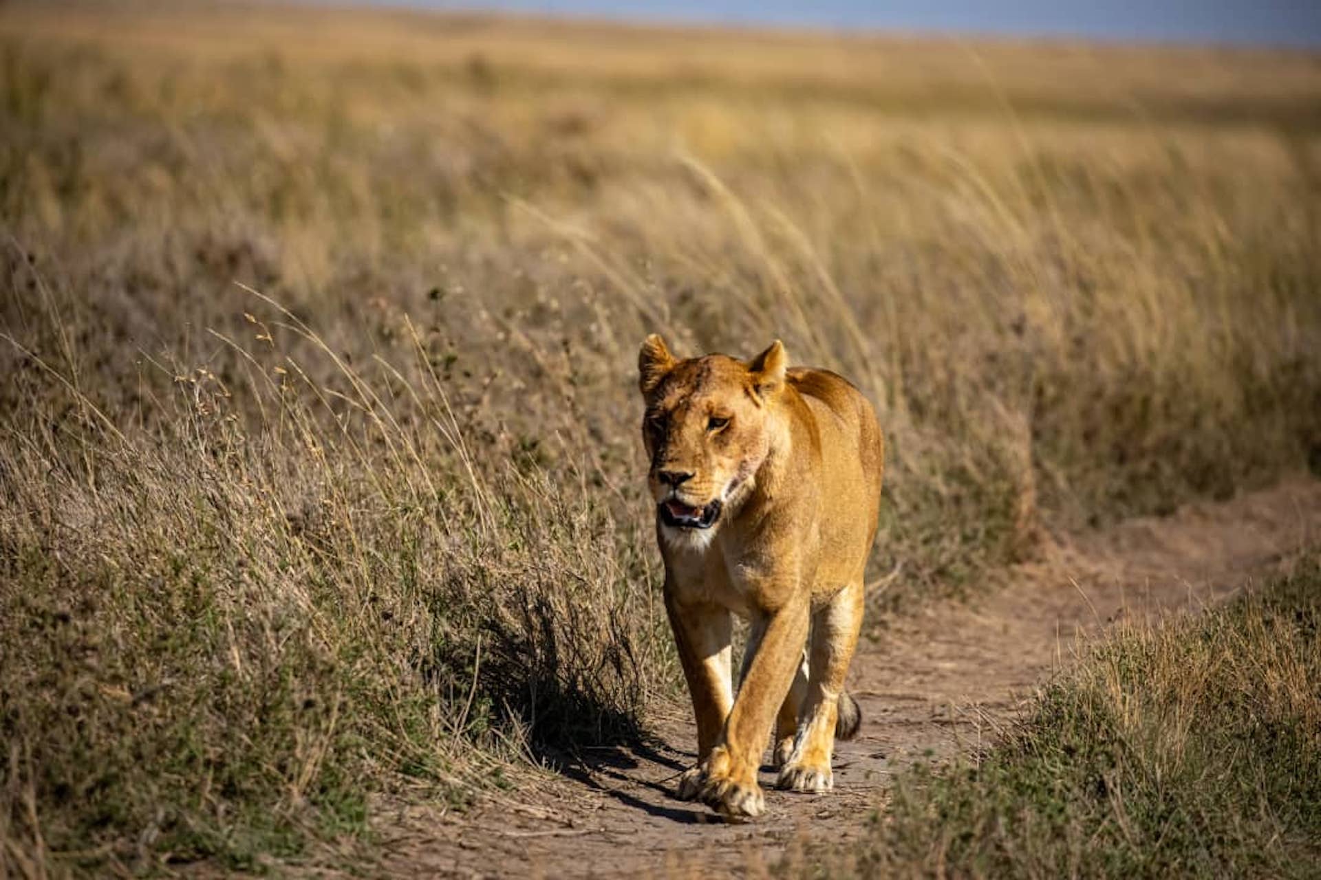 Lion on the move in the Serengeti with World Adventure Tours