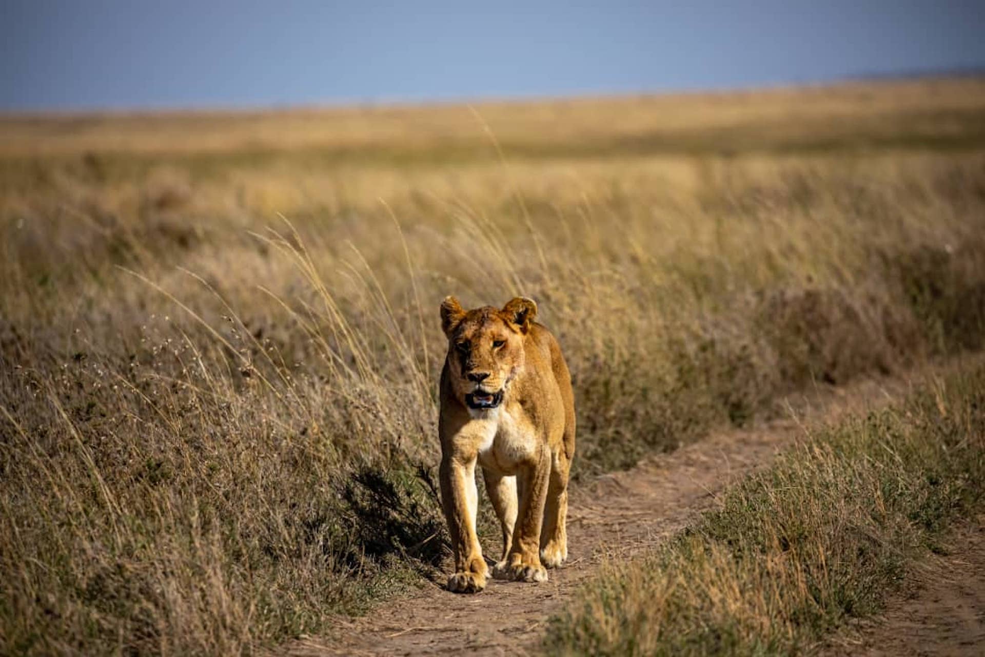 Lion on the move with World Adventure Tours