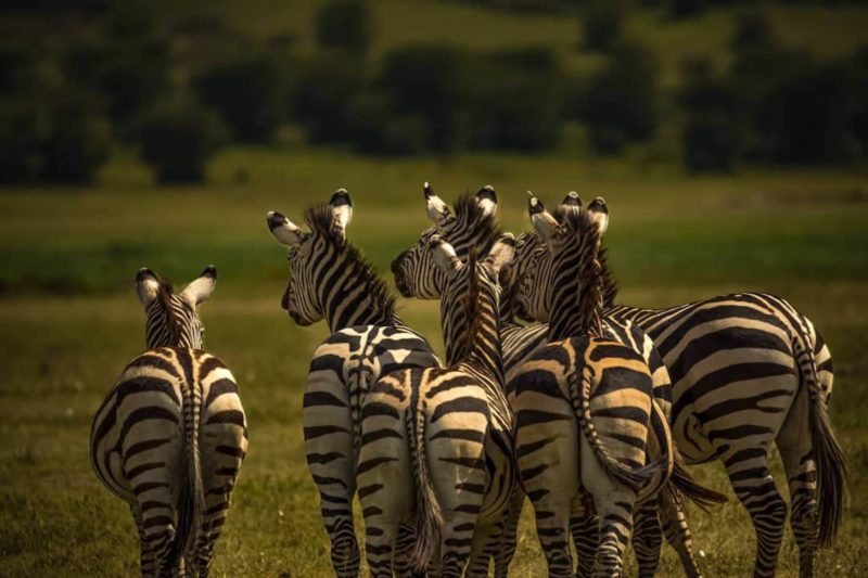 Zebror på savannen i Kenya