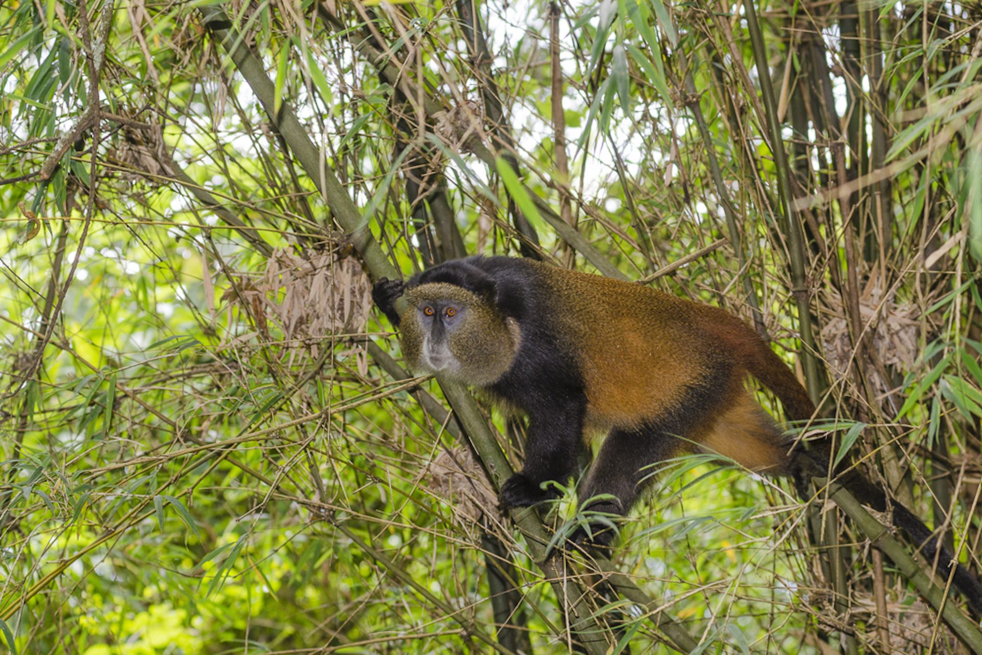 Monkey Sightseeing with World Adventure Tours