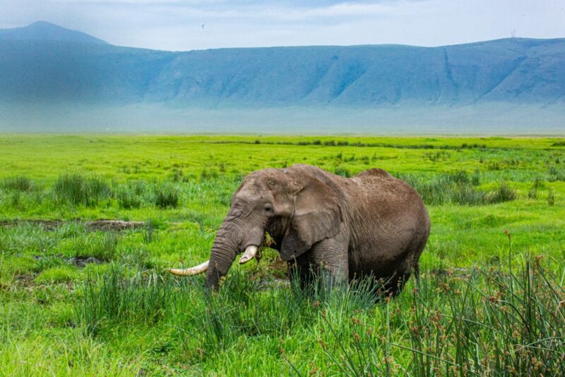 Ngorongoro Crater with World Adventure Tours