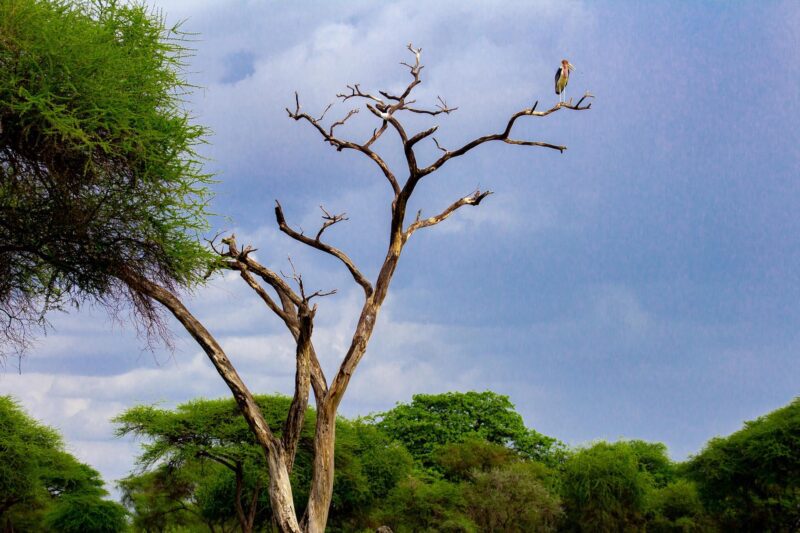Träd i Selous Julius Nyerere National Park