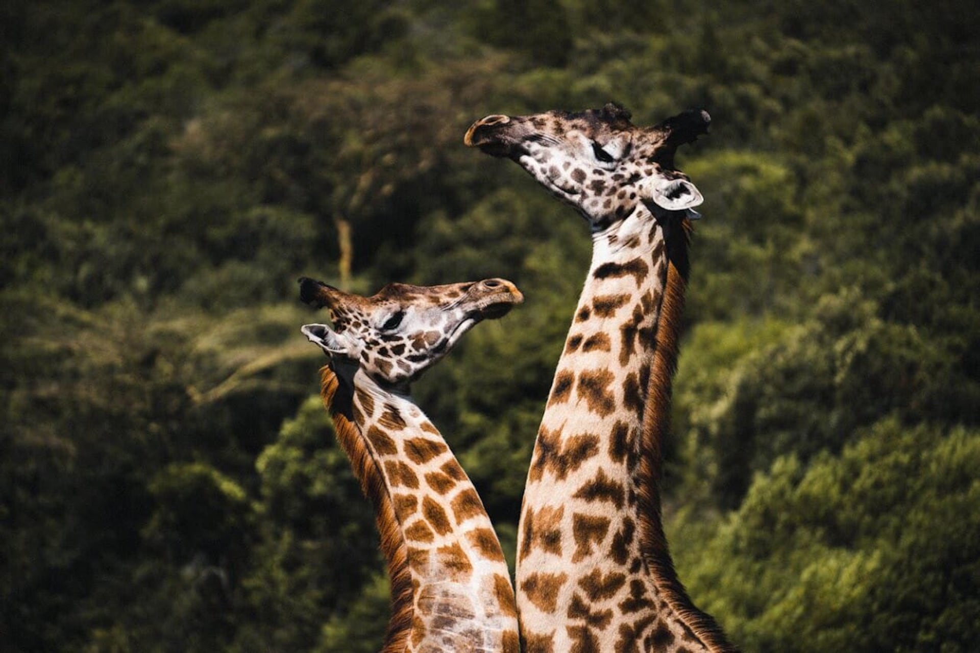 Giraffes with World Adventure Tours