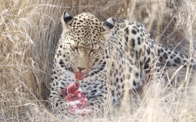 Carnivore Feeding at N/a’ankuse Wildlife Sanctuary