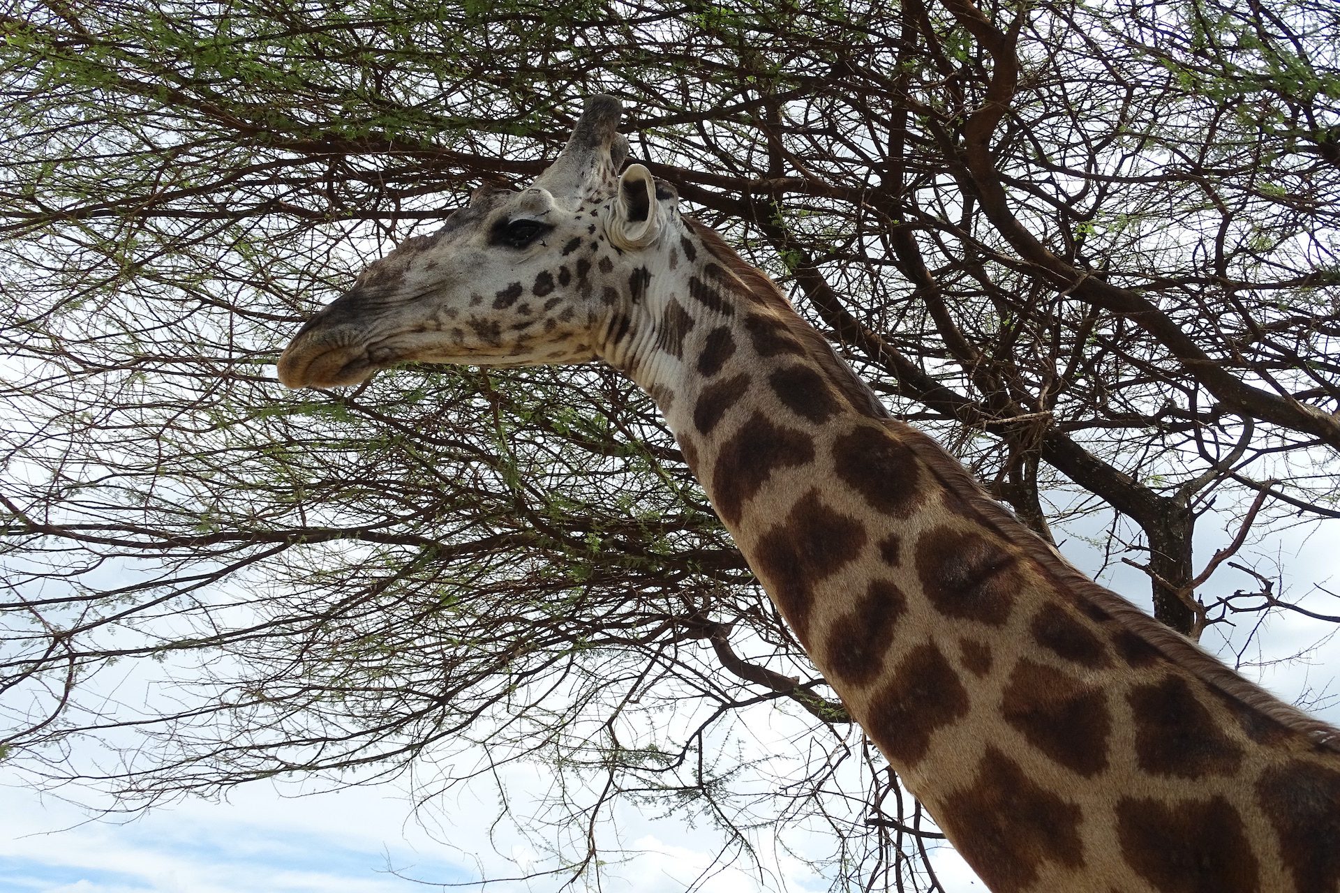 Safari of a Lifetime with AWAT Off the Beaten Track