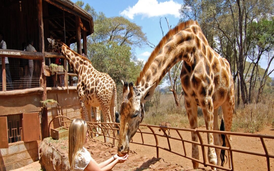 Elephant Orphanage and Giraffe Center Visit